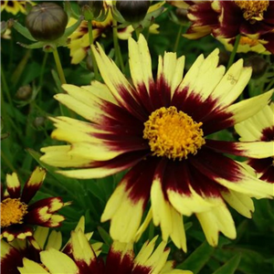 Coreopsis 'Uptick Yellow And Red'